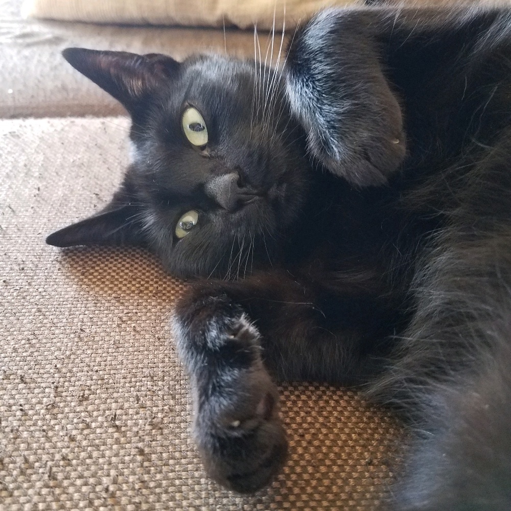 Meet your Posher, Jen